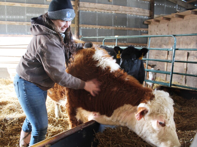 KellyCow_0061.jpg