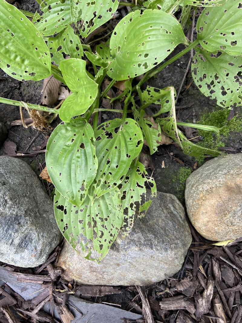 Hosta Rabbit Damage Fielding questions: What can be done to stop slugs from eating hostas ...