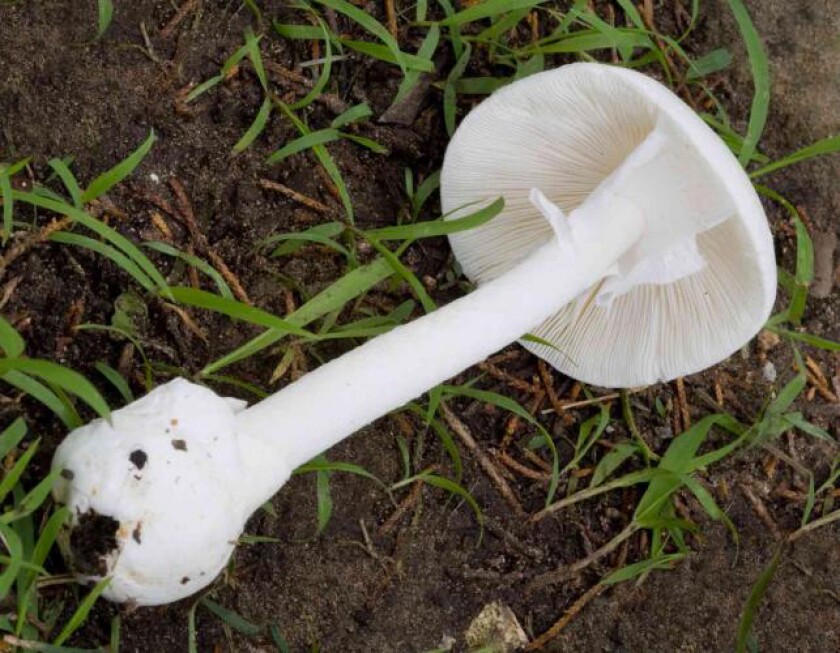 destroying angel mushroom