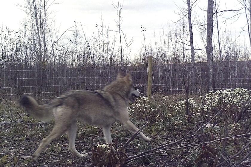 Wolf running.