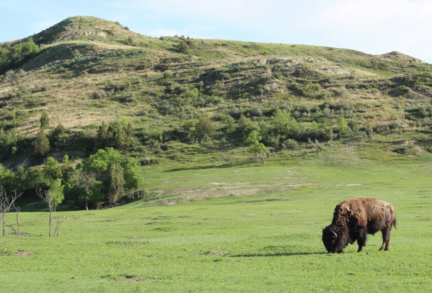 2515662+0510 Bison 2.jpg