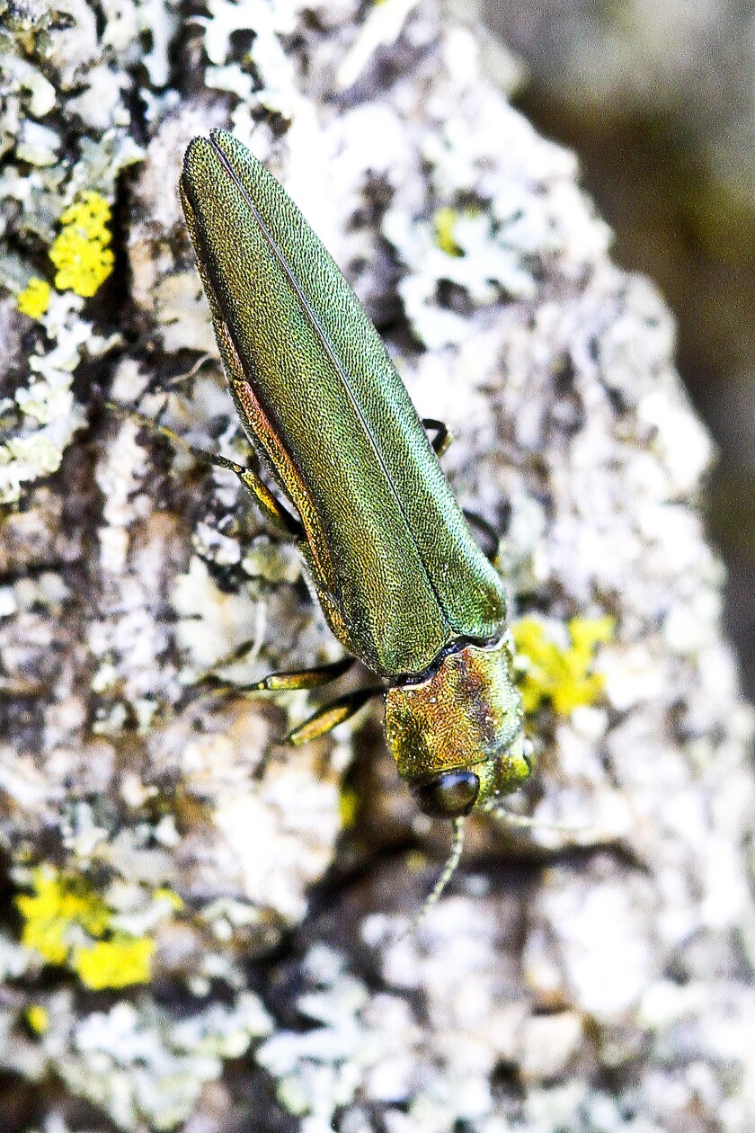Talk to the Learn Gardener: Emerald ash borer is not here still, and we should do our greatest to keep it that way - Brainerd Dispatch 1 An emerald ash borer on a tree.