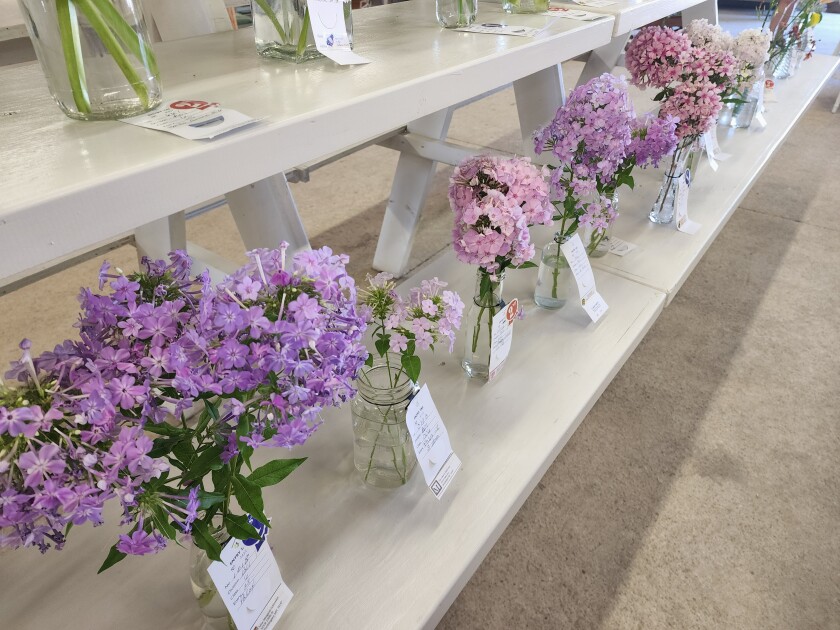 Many flowers and plants are on display in the horticulture exhibit at the Nobles County Fair on Thursday, Aug. 4, 2022.