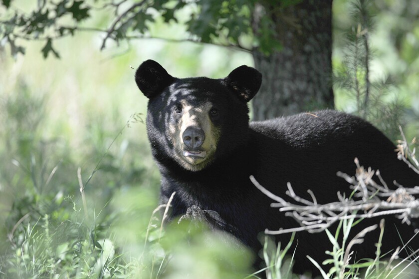 black bear