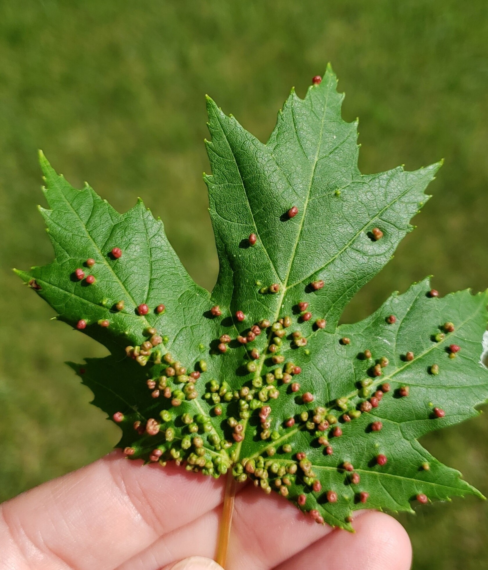 Bumpy Leaf This is the cause of bumps on your maple leaves - InForum | Fargo ...