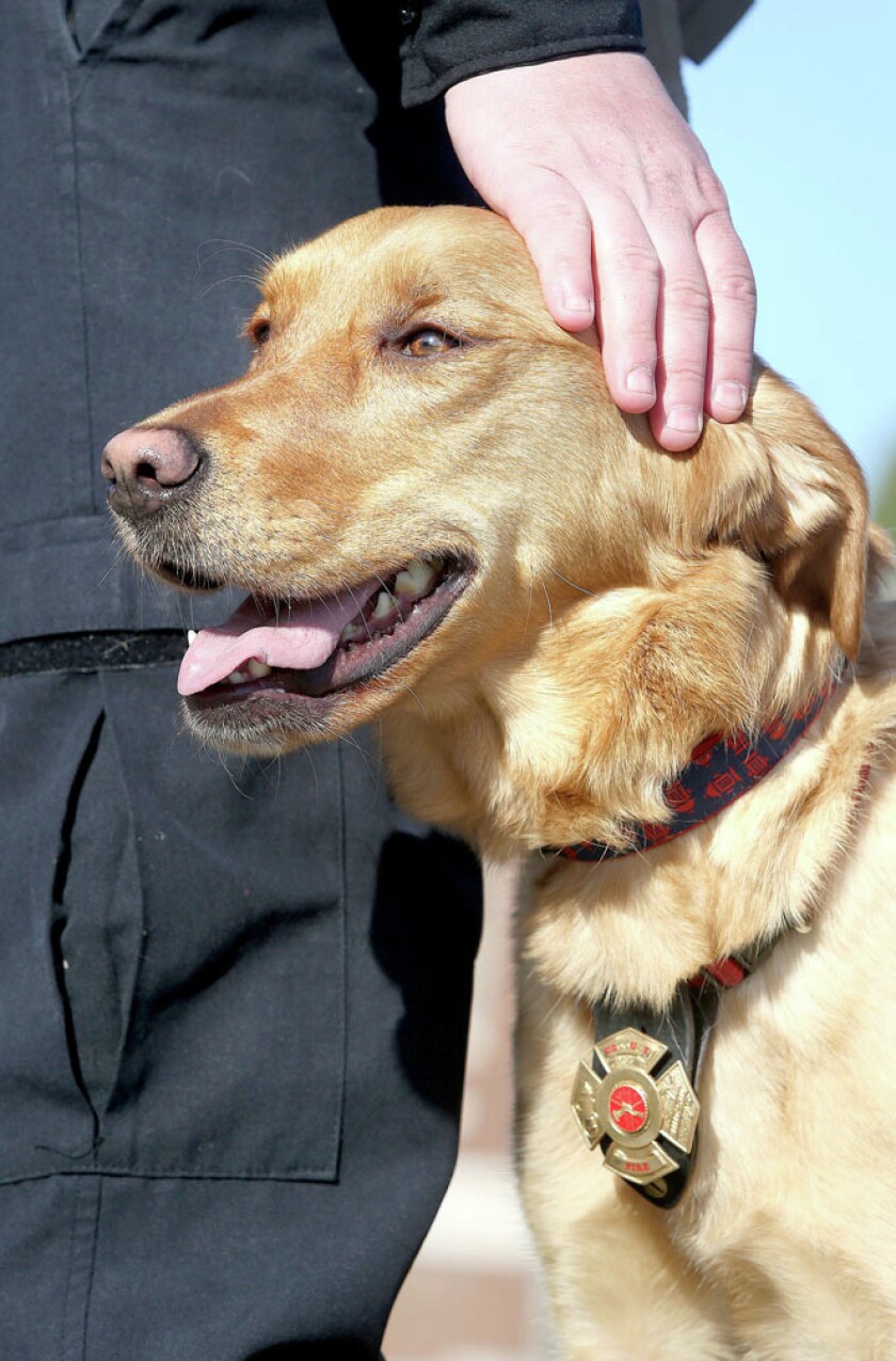 1711595+050915.N.DNT_.FireDog1w.jpg