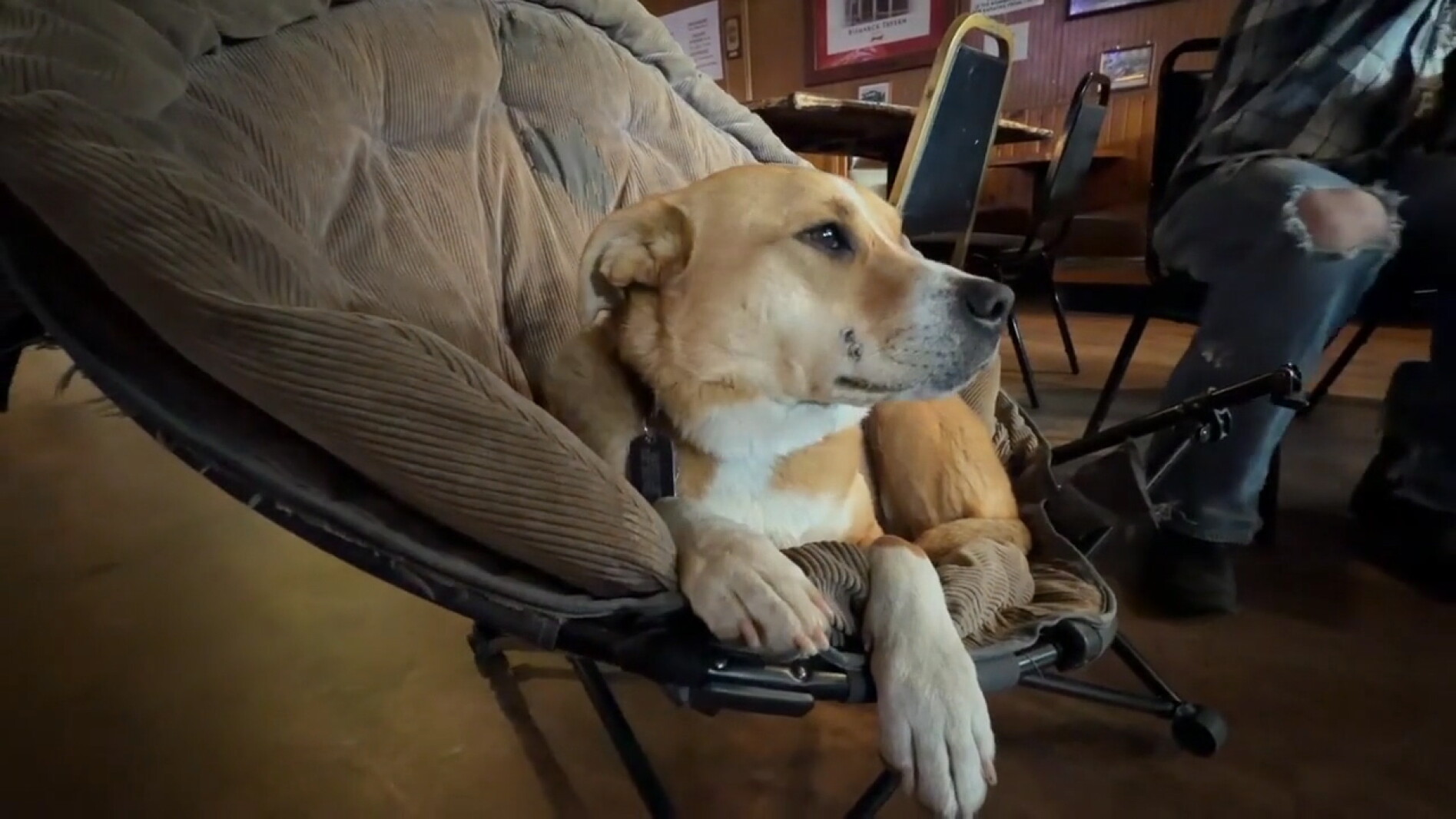 Fargo Rabbit Dog Downtown Fargo bar rallies around beloved dog - InForum | Fargo ...