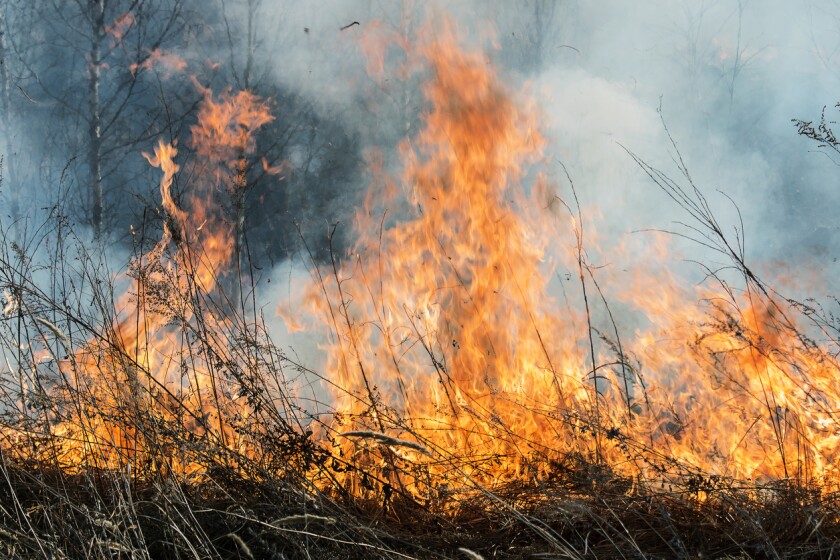 3518169+wildfire.jpg
