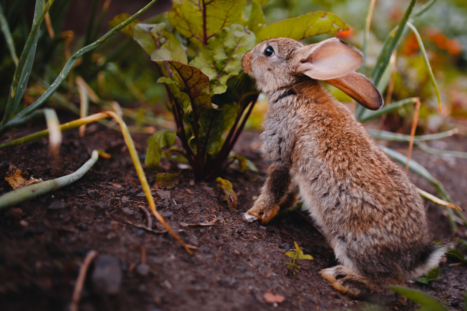 Ask the Master Gardener: Ways to deter rabbits from grazing through ...