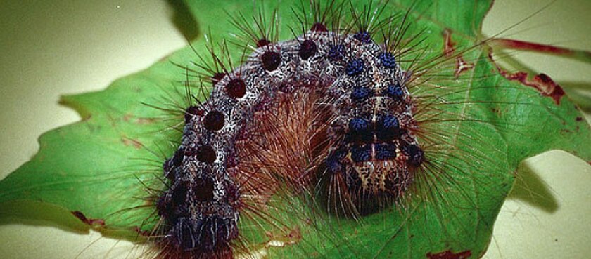 spongy moth caterpillar
