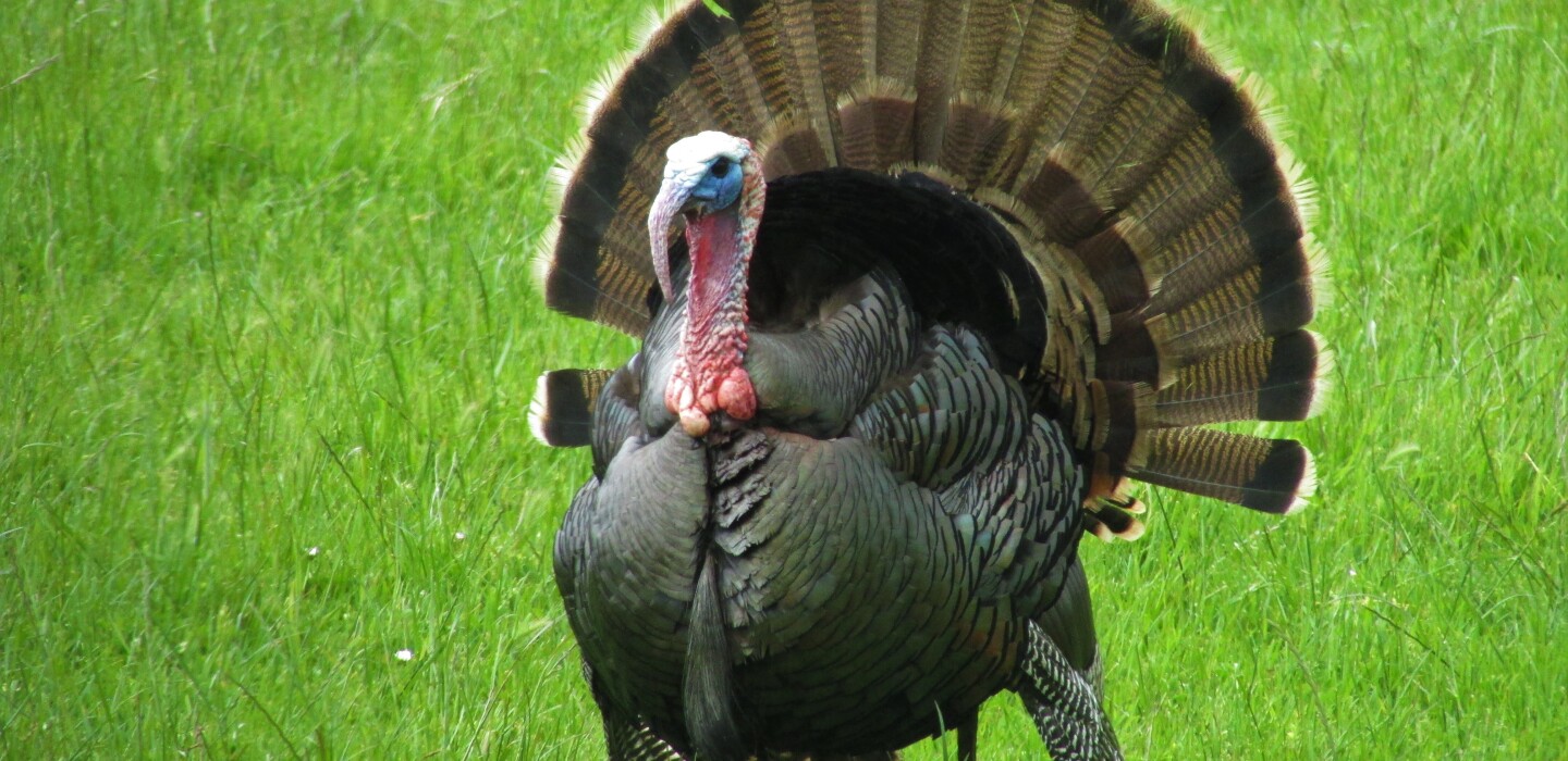 Blane Klemek Outdoors The Wild Turkey Is An Impressive And Uniquely North American Species Of Bird Bemidji Pioneer News Weather And Sports From Bemidji Minnesota Blane Klemek Outdoors The Wild Turkey Is An Impressive And Uniquely North American Species Of Bird Bemidji Pioneer News Weather And Sports From Bemidji Minnesota