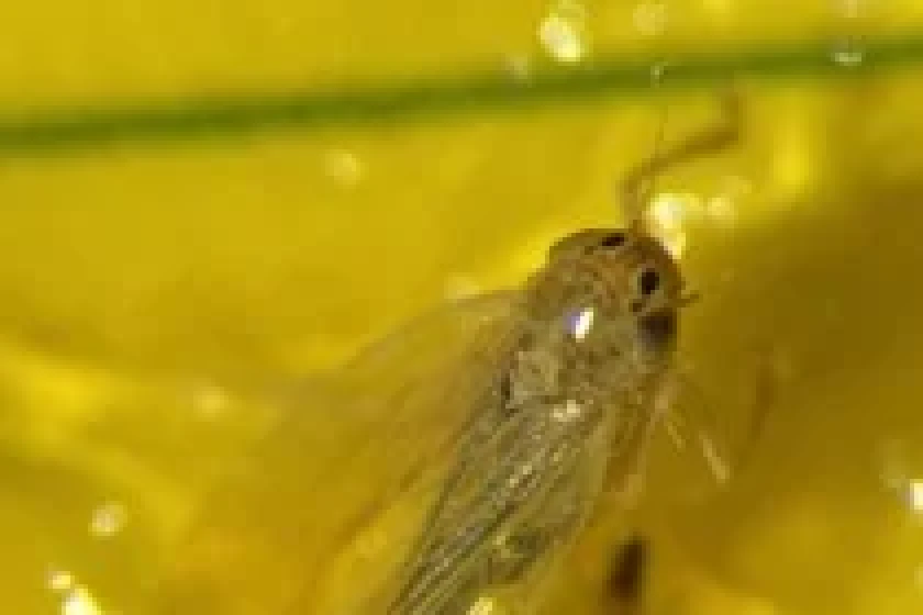 Small Minnesota Insects In Rye Corn leafhopper spotted in southern Minnesota - Agweek | #1 source for ...