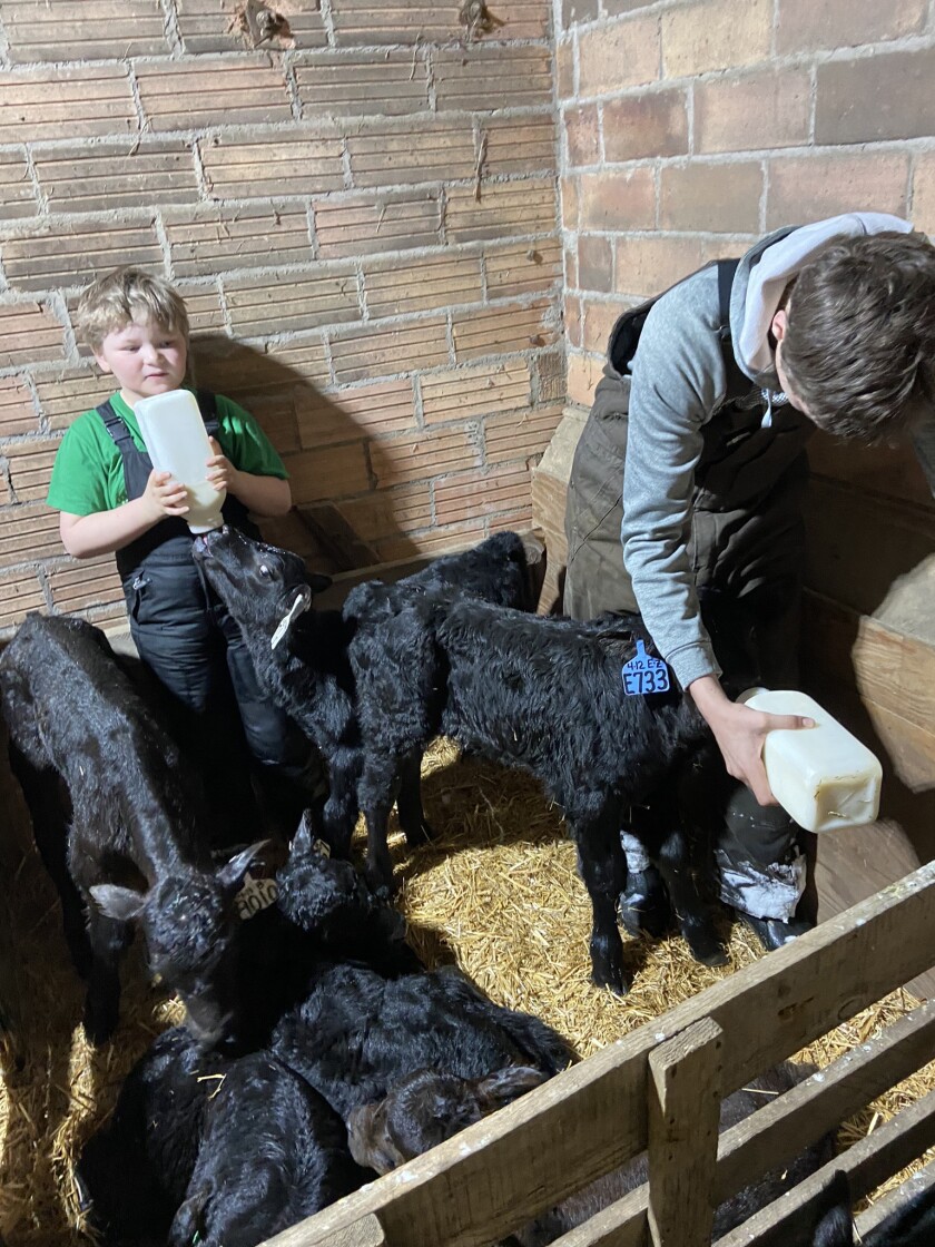A 7-year-old boy and his 14-year-old brother feed bottle calves in a building enclosure. Their task numbered 43 calves at the height of a storm.