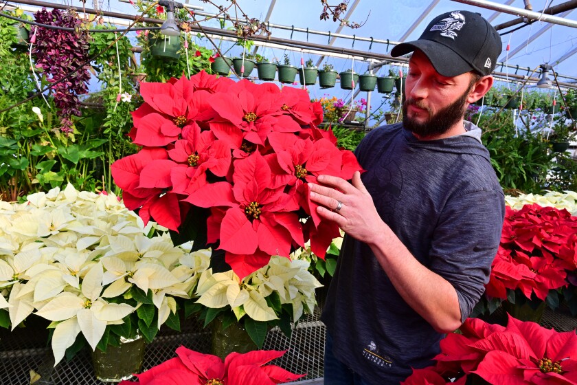 Poinsettias