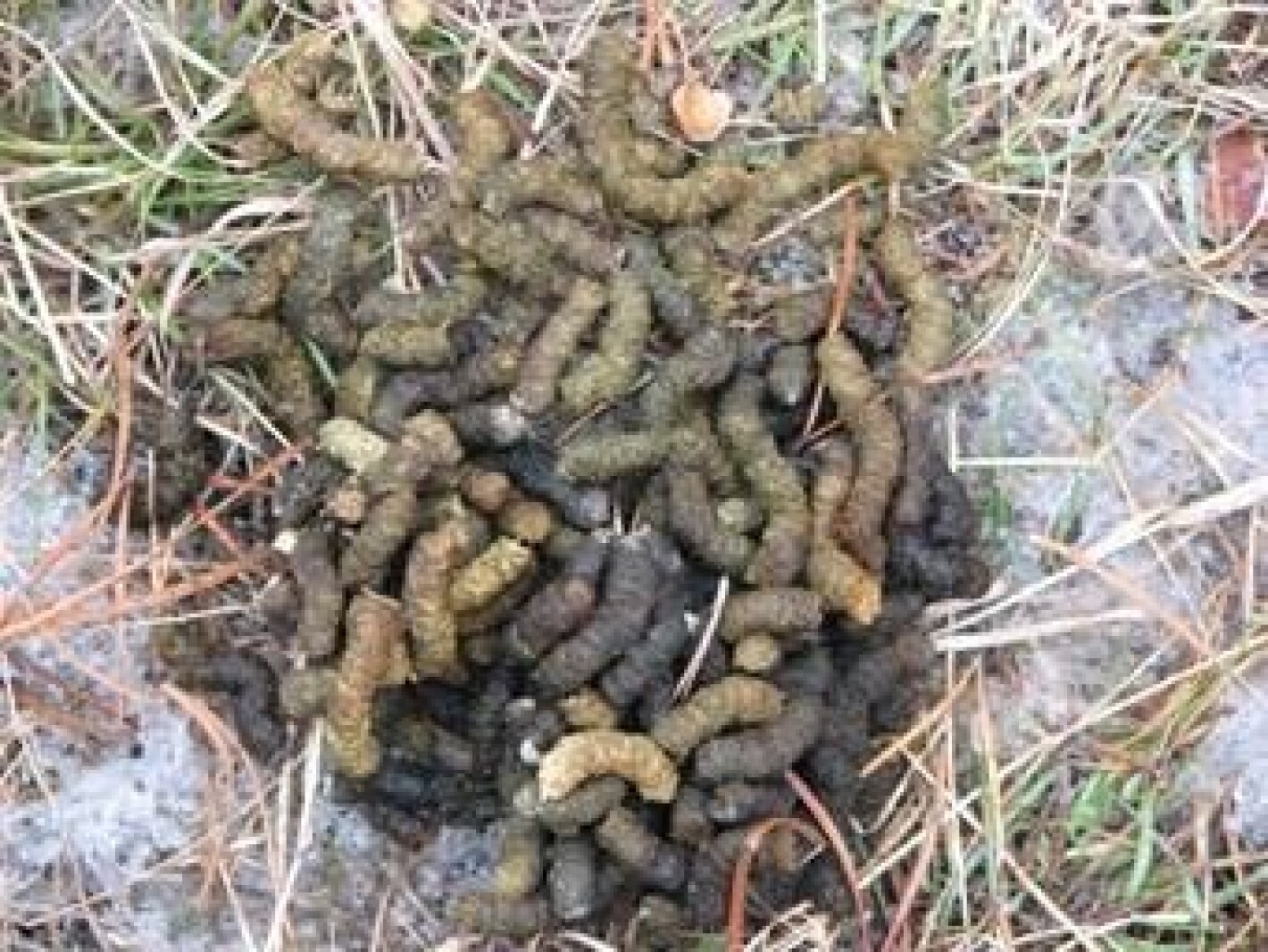 Volunteers needed to count spruce grouse poop - Duluth News Tribune ...