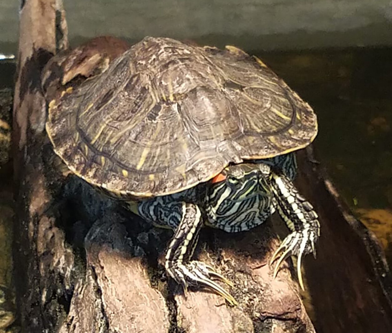 Kenyon family searches for missing turtle - Post Bulletin | Rochester ...
