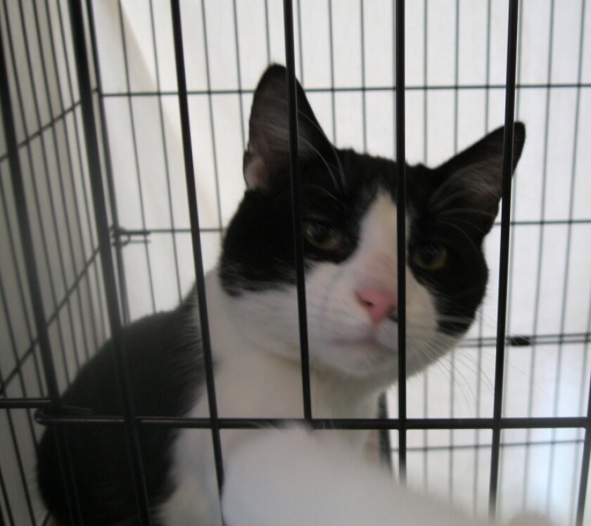 1897253+PETS_Todd0728.jpg