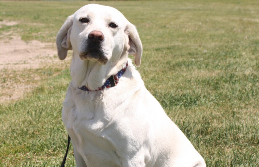 This Labrador retriever, Summer Shandy, was one of the newest recruits to be trained as a Patriot Assistance Dog — after giving birth to three litters of puppies for the program. (Vicki Gerdes/Tribune)