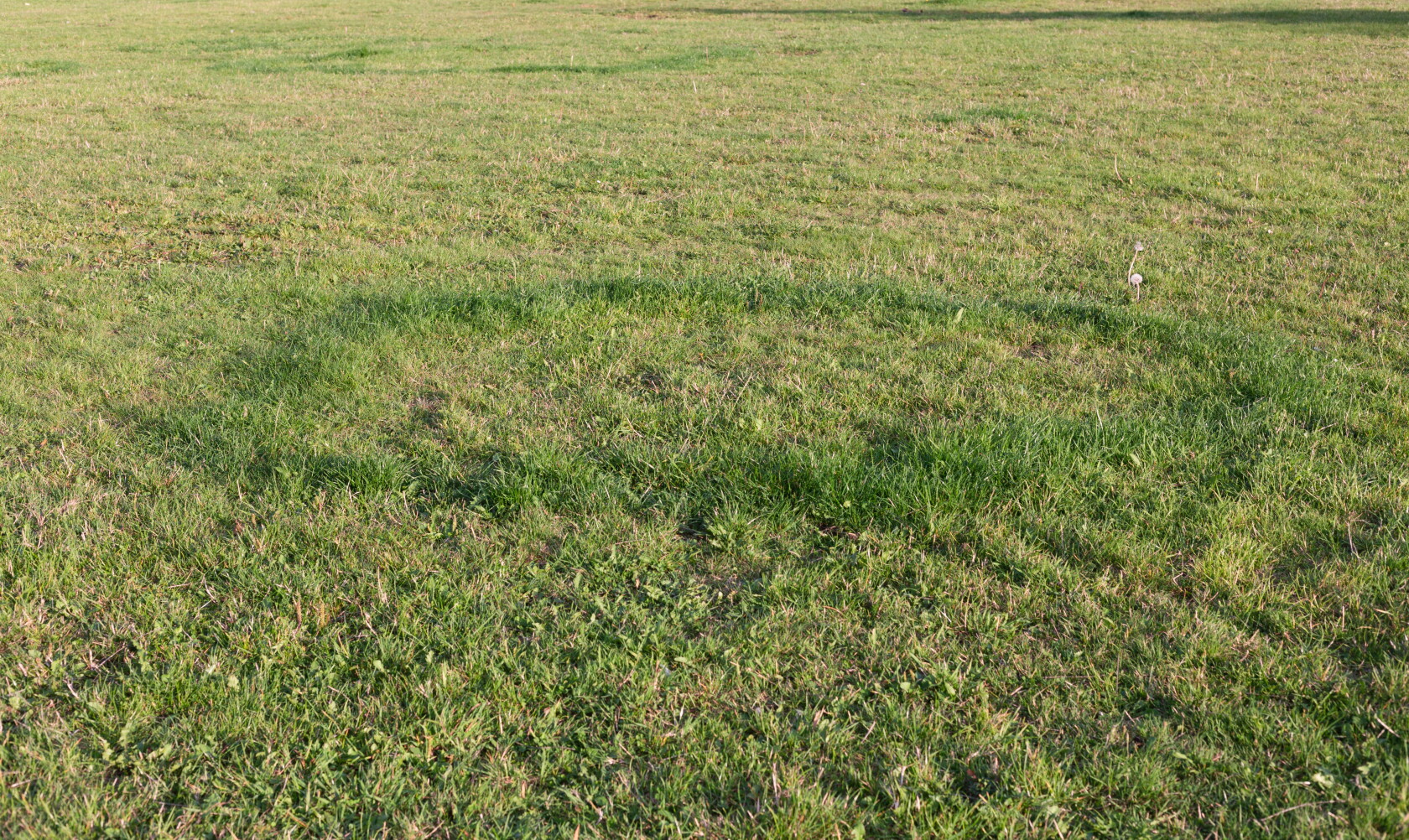 Fairy Rings: What They Are and How to Prevent in Your Lawn. Fairy Rings: What They Are and How to Prevent in Your Lawn.