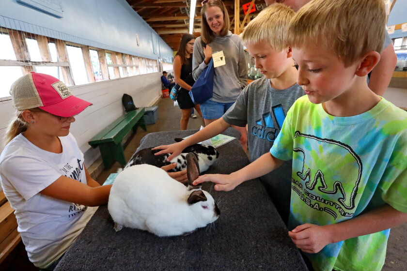 Fair Rabbids A day at the fair - Brainerd Dispatch | News, weather, sports from ...
