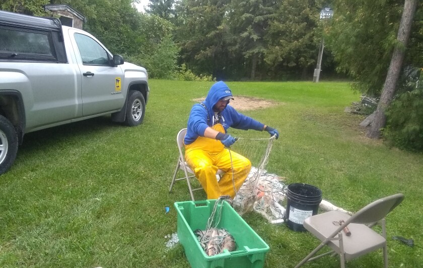 LOWSURVEY-Picking nets.jpg