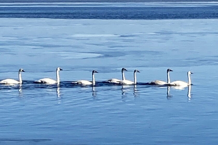 Luke 7swans.jpg