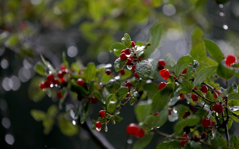 Rain drips off berries along a path near the St. Louis River at Billings Park