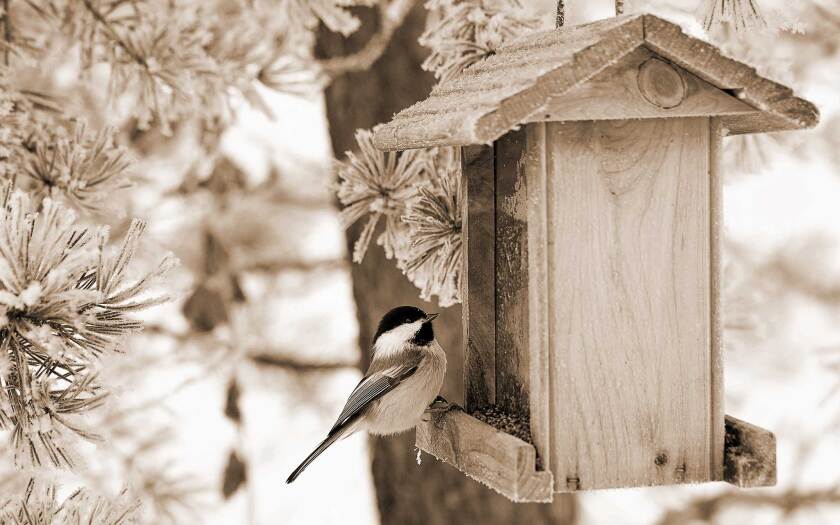 011522-last-windrow-chickadee-feeder.jpg
