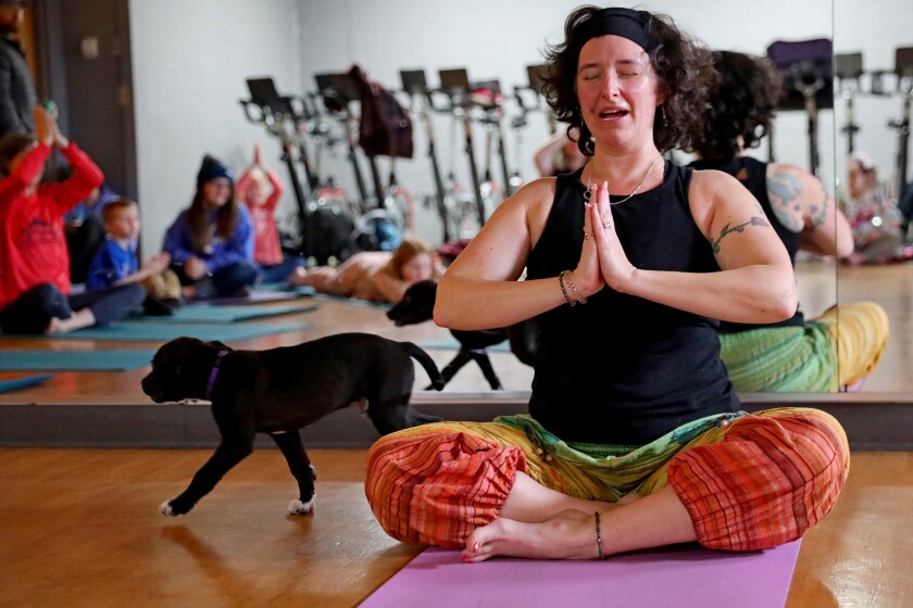 Enthusiastic puppies mob around people trying to do yoga.