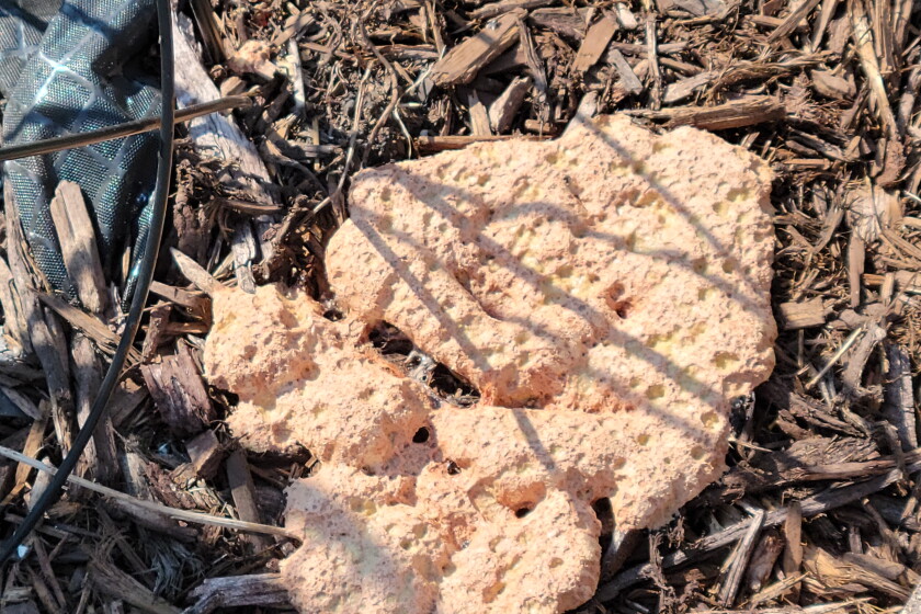 This common mold on mulch and lawns isn't a problem, but its name is rather unappetizing - InForum | Fargo, Moorhead and West Fargo news, weather and sports
