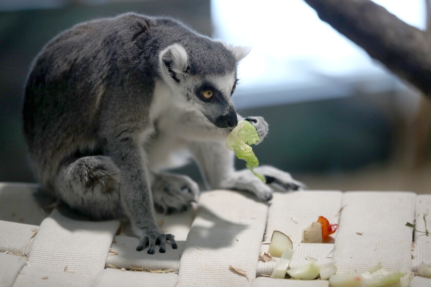 A Ring-tailed Lemur inspects a snack in the Primate Conservation Center at the Lake Superior Zoo
