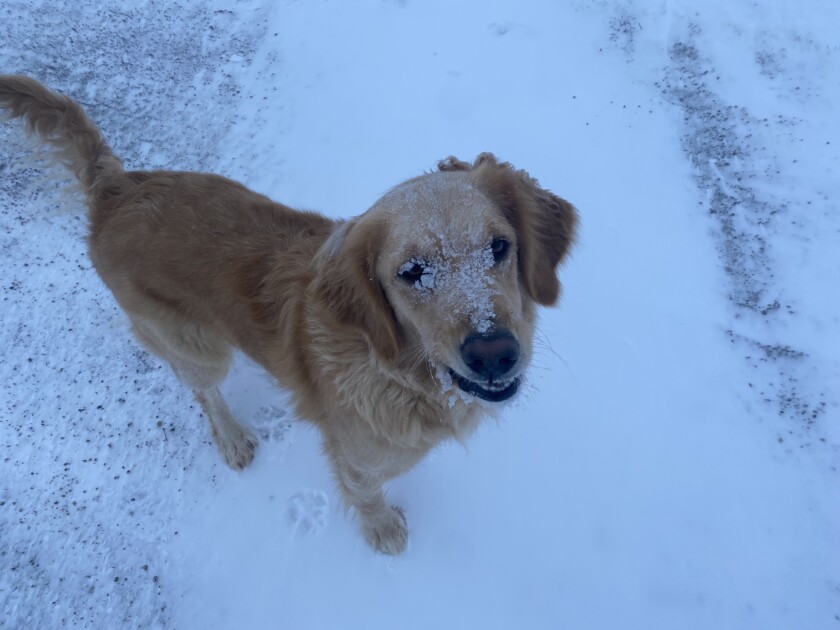 A golden retriever dog with ice on her muzzle.