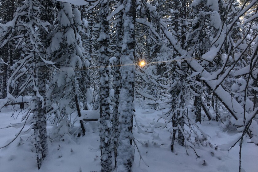 Biskey sun in snowy snow black spruce X-C Jan 2022 B S.jpg