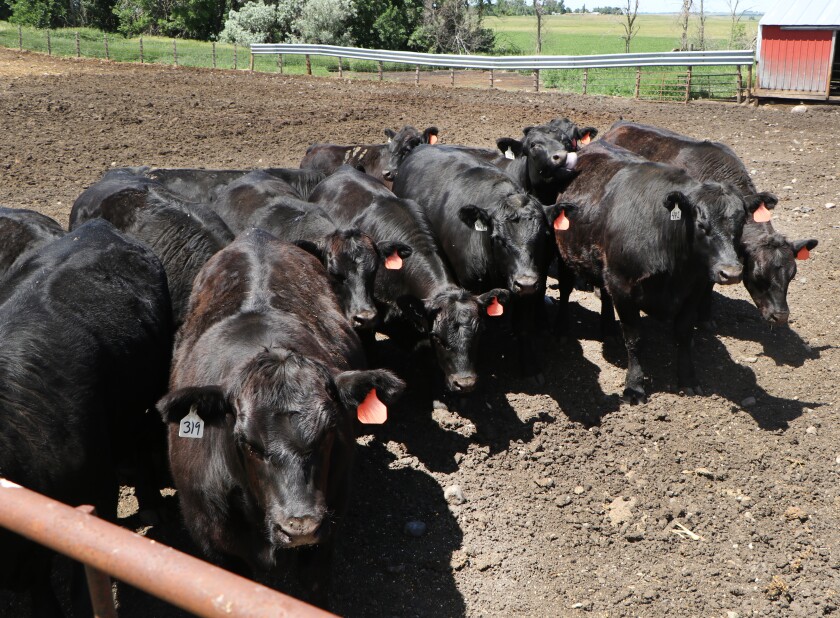 070521.AG.CropWeatherWaubaySD04.jpg