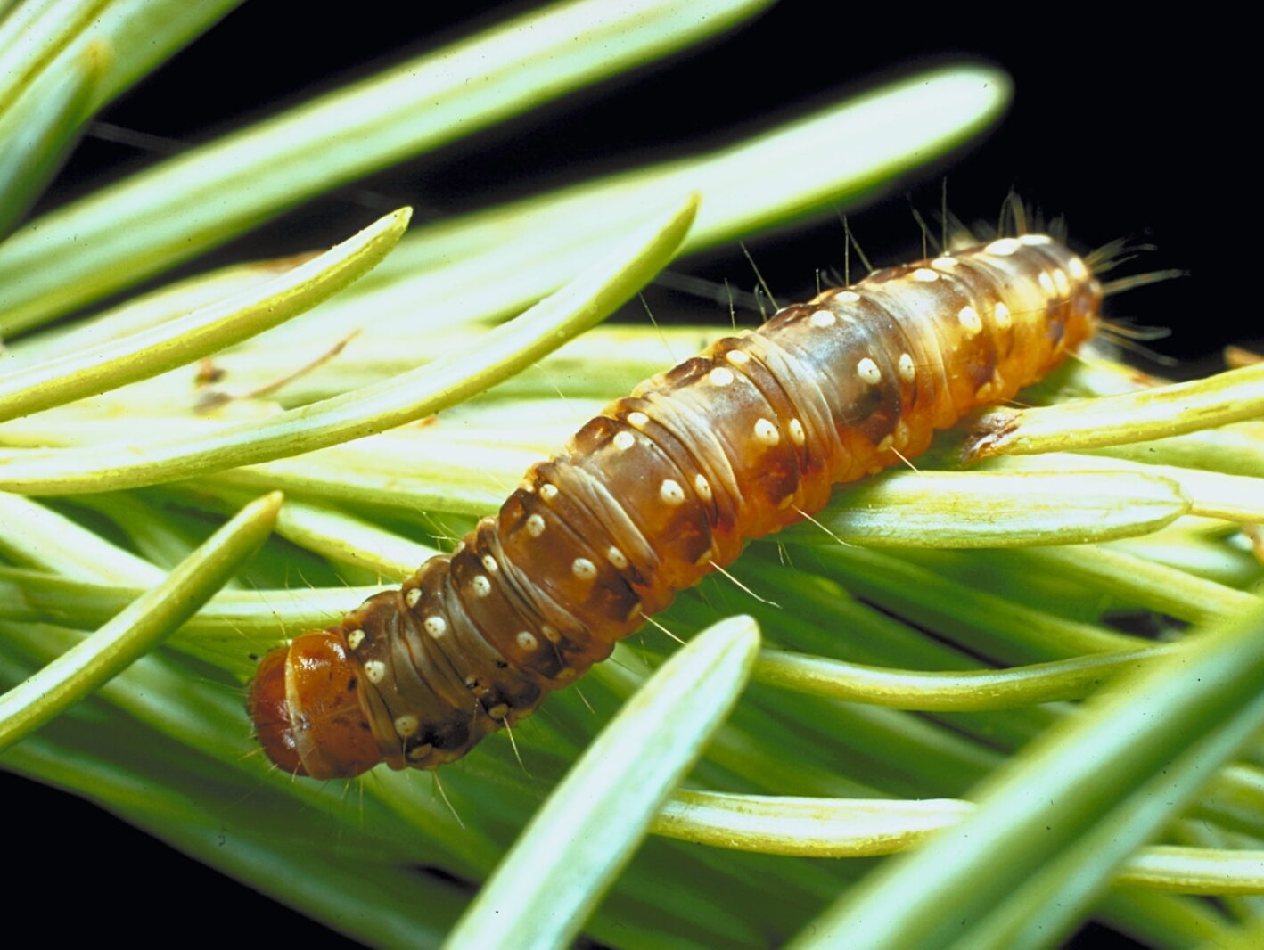 Drought Insect More heat, more drought, more insects hammer Minnesota forests - Duluth ...