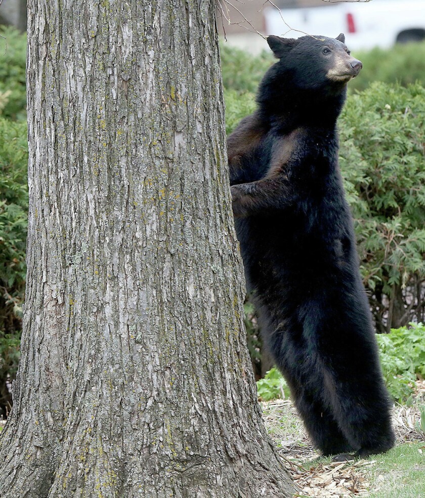 1705510+kingBEAR0507c4.jpg