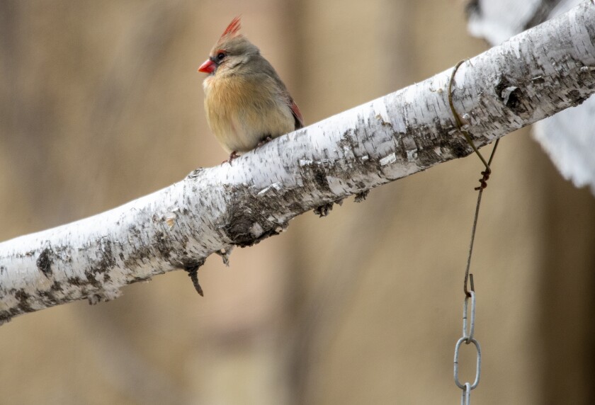 A female cardinal sits above a bird feeder along Highland Road in downtown Willmar on Friday, April 15, 2022.