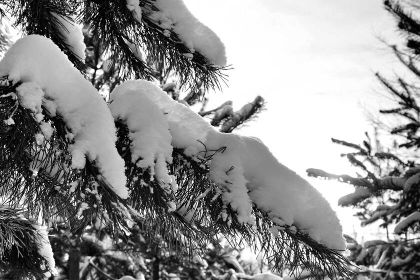 012123-snow-on-pines-shutterstock.jpg