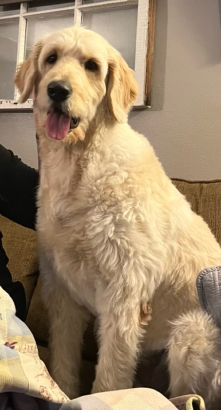 The Huso family dog, Arlo, a goldendoodle.jpeg