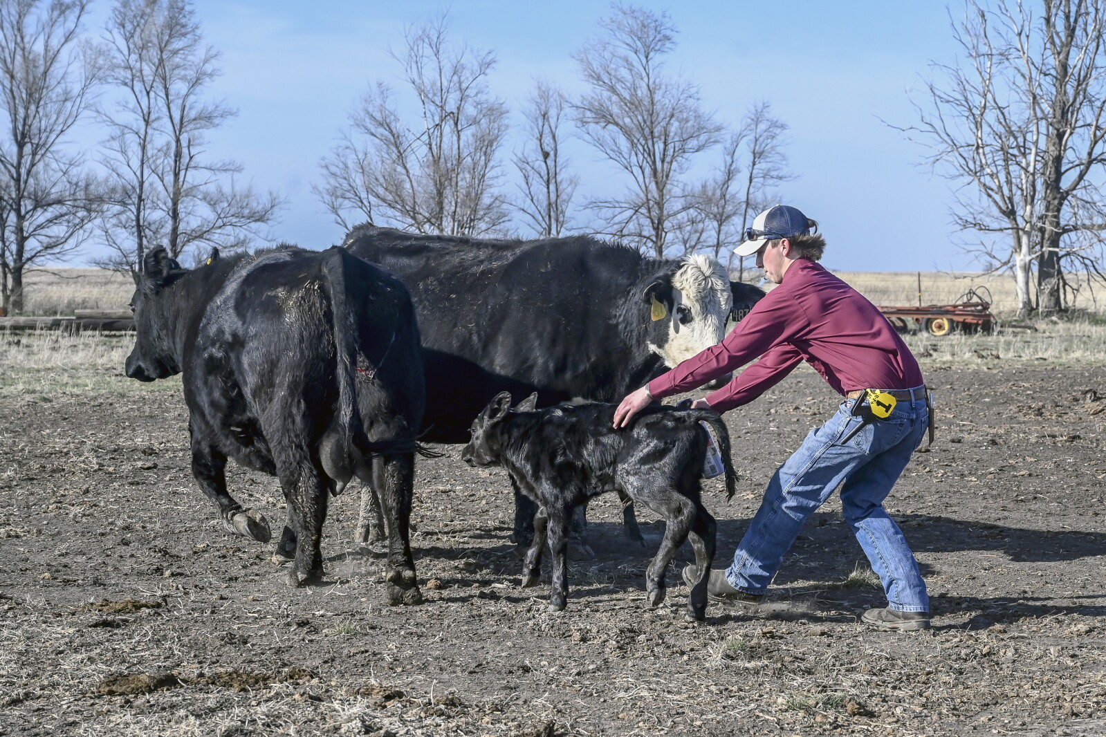 South Dakota rancher preserves through 'toughest calving season' with ...