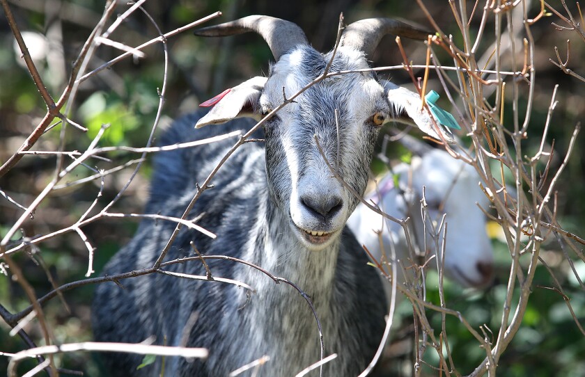A goat looks up from grazing in its paddock in the Brule River State Forest