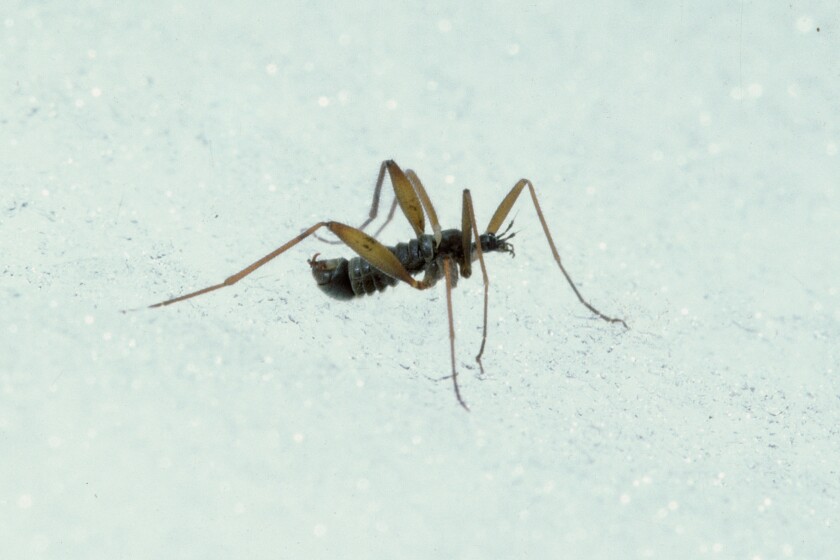 Insects and spiders on the snow - Duluth News Tribune | News, weather ...