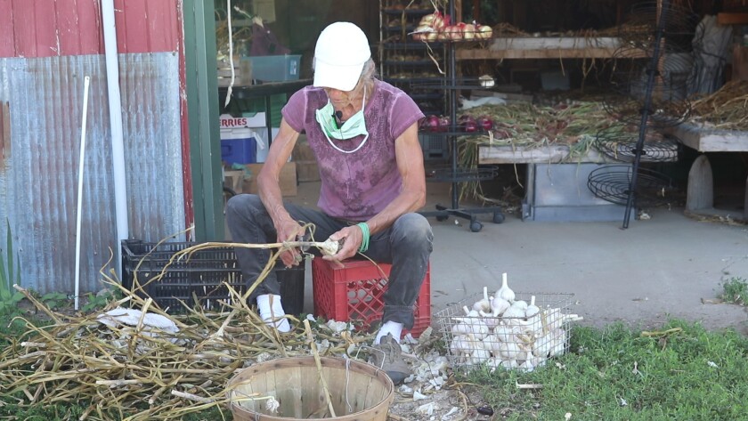 Warthesen garlic shucking.jpg