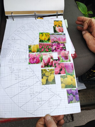 A design for a tulip display.