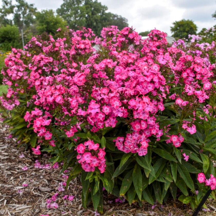 phlox_pink_lightning.jpg