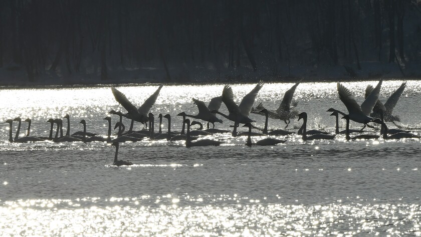 111220.N.BD.Swans5.jpg