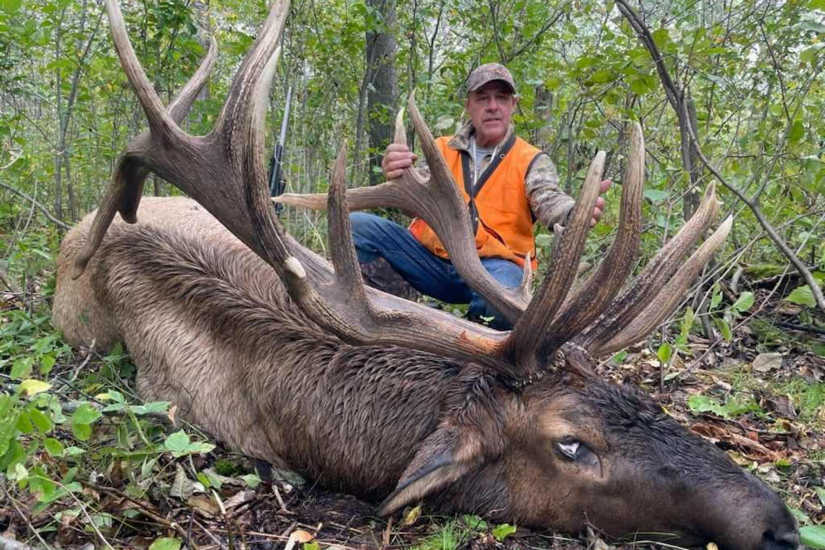 Record Elk Rack Northwest Minnesota brute: Roseau hunter’s bull elk poised to top state ...