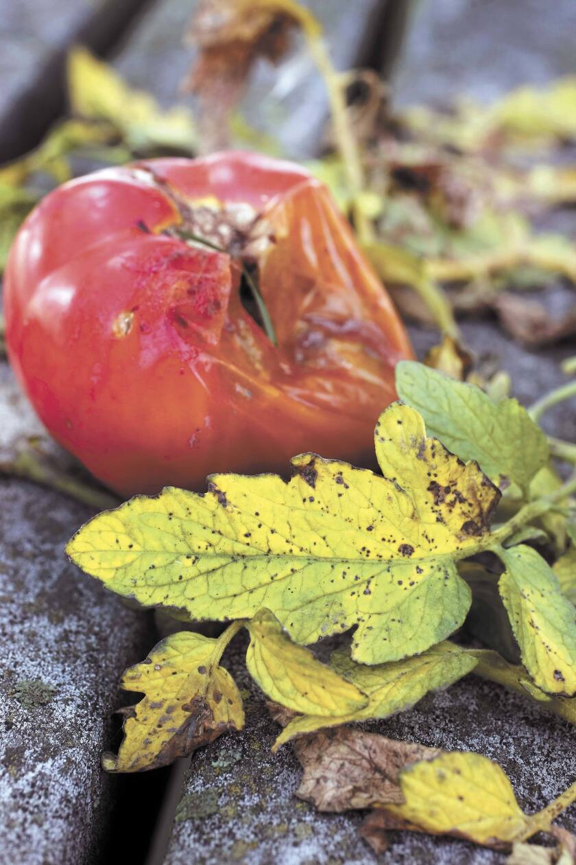 Tomato disease