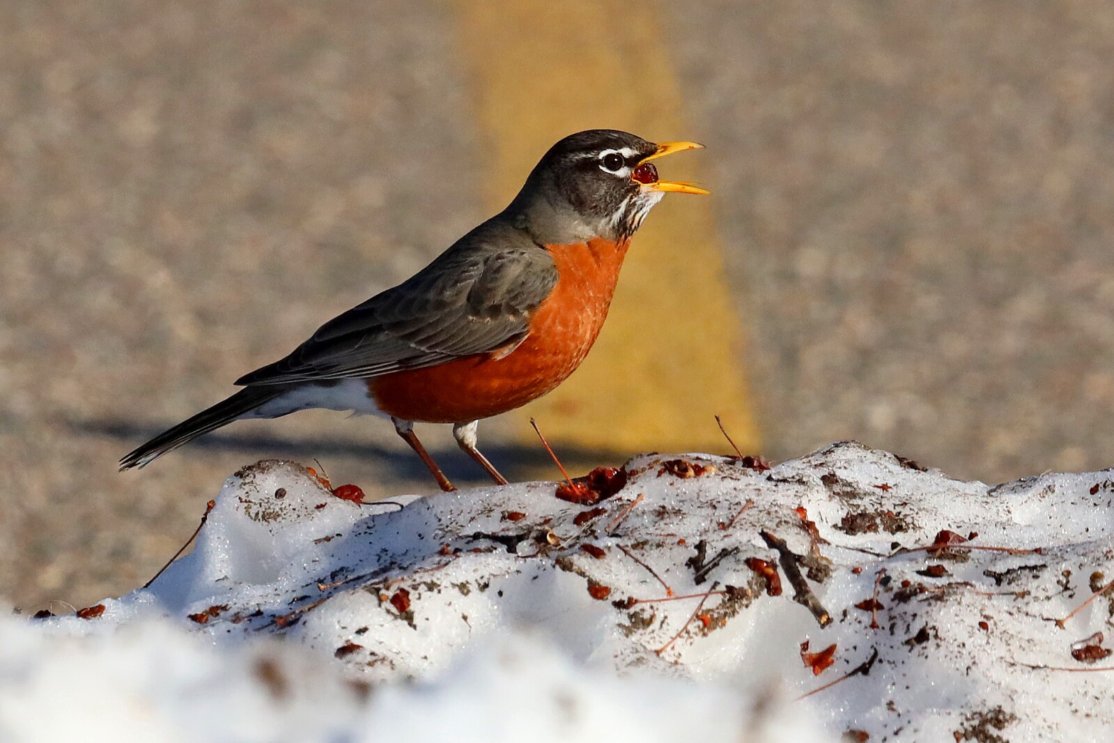 Spring Robins 041223 klick! Gallery - Brainerd Dispatch | News, weather ...