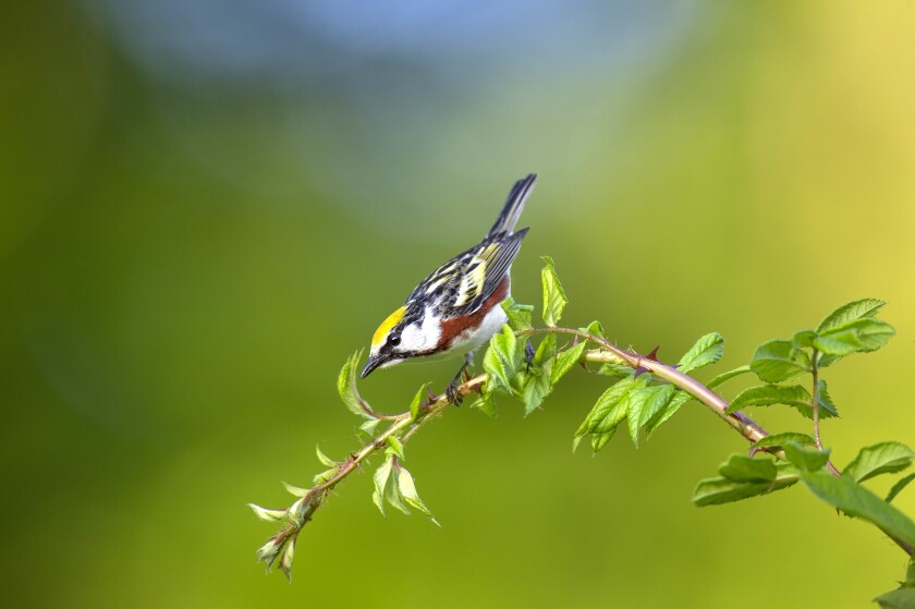 060521.O.PRE.MaleChestnut-sidedWarbler.jpg